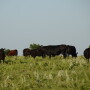 It is imperative that the landlord and tenant talk about any remedies to the lease prior to the start of the grazing season. 