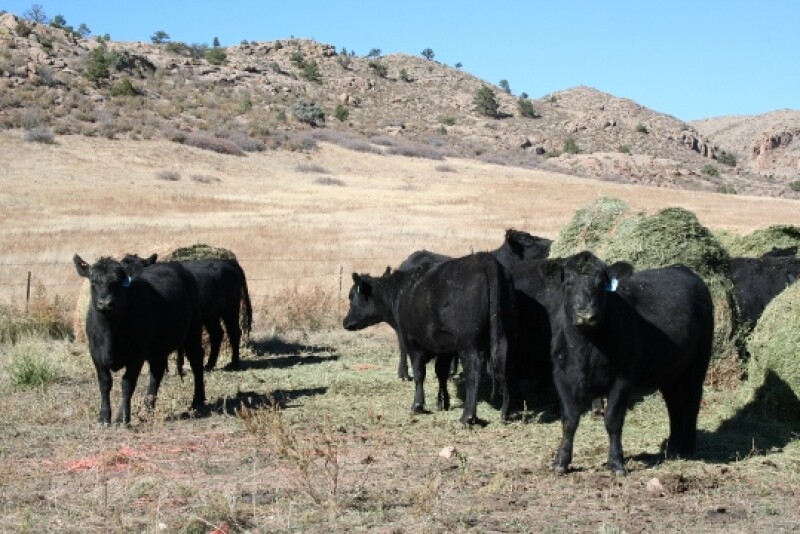 On one of the ranches, chute scores and body weight were significant predictors for 30-day pregnancy rates. 