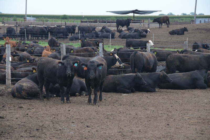 Cattle feeders saw average losses exceed triple digits last week.