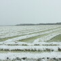Harvesting with snow is wetter and trickier. Slow down and adjust combine settings to maximize grain gathering.