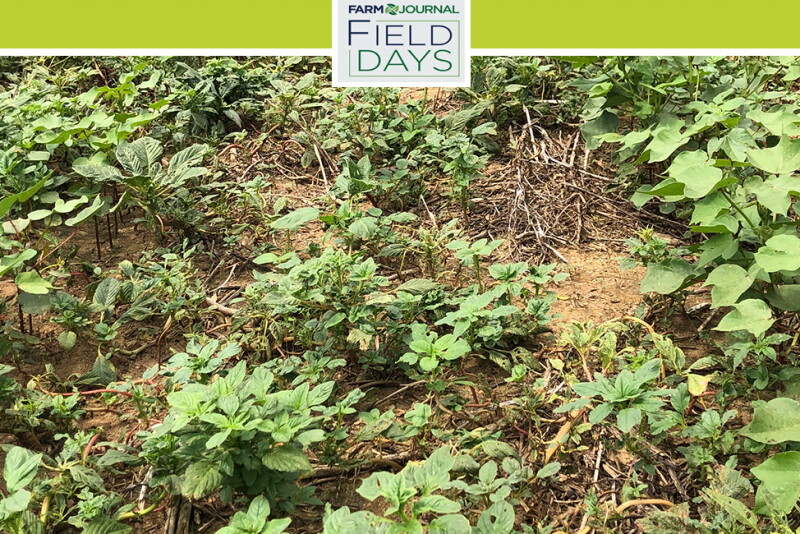 Scientists have confirmed both greenhouse and in-field populations of dicamba-resistant Palmer amaranth.