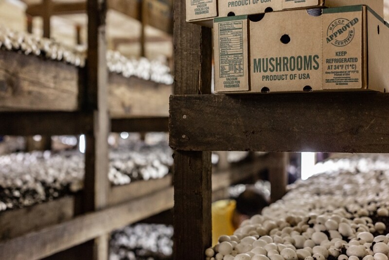 Mushrooms