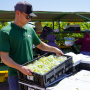 Man wearing sunglasses, black ballcap, green shirt and jeans carries a black container holding several packages of green grapes.