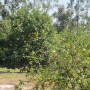 HLB, aka citrus greening, has devastated Florida groves. University of Florida scientists are using federal grants to battle HLB.
