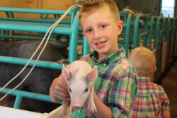 Kid holding pig