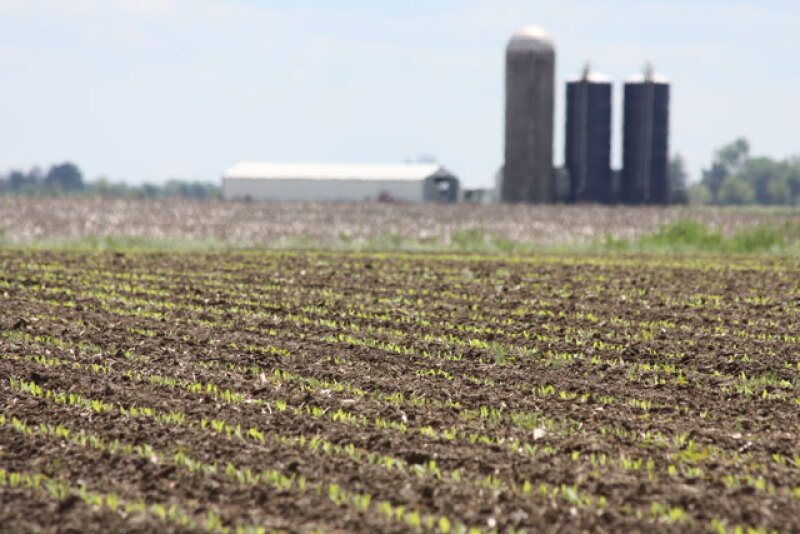 corn-field-planted-farm_0.jpg