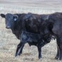 Cow-calf.Walz_.jpg