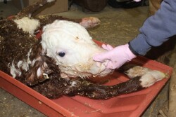 newborn hereford calf suckle reflex