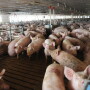 Cash traded feeder pig reported volume was below average for the week, with 7,705 head reported. Cash feeder pig reported prices were $90.54, down $5.81 per head from last week.