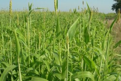 Forage_Sorghum