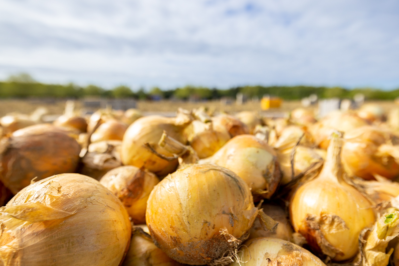 Pile of Vidalia onions