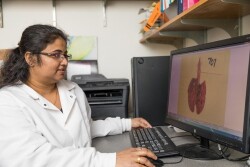 SDSU postdoctoral research associate Chithra Sreenivasan successfully isolated antigens in tracheal and lung tissues to prove that the guinea pig could be used as an animal model to study influenza D as part of her doctoral work