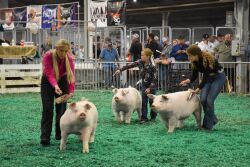 Chester White pigs showing at NJSS 