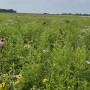 Valent BioSciences LLC formally dedicated a new prairie park and solar field adjacent to its manufacturing facility in Osage, Iowa, on June 24. 