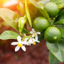 A cluster of green limes are shown on a tree branch.