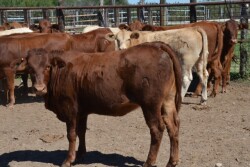 BT_South_Texas_Heifer