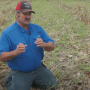 Corn Butt Shatter
