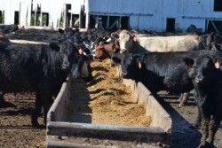 Feeder cattle