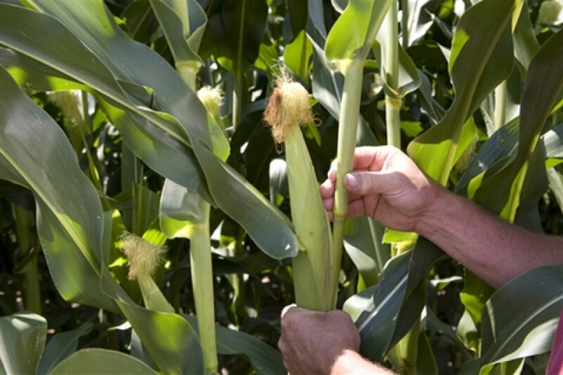 syngenta_corncob