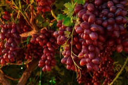 grapes.jpg