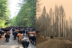 Before and after the Bear Fire
