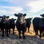 Weaned calves.jpg