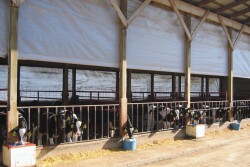 Industry experts provide tips to help keep just-weaned heifers on a healthy and productive roll.