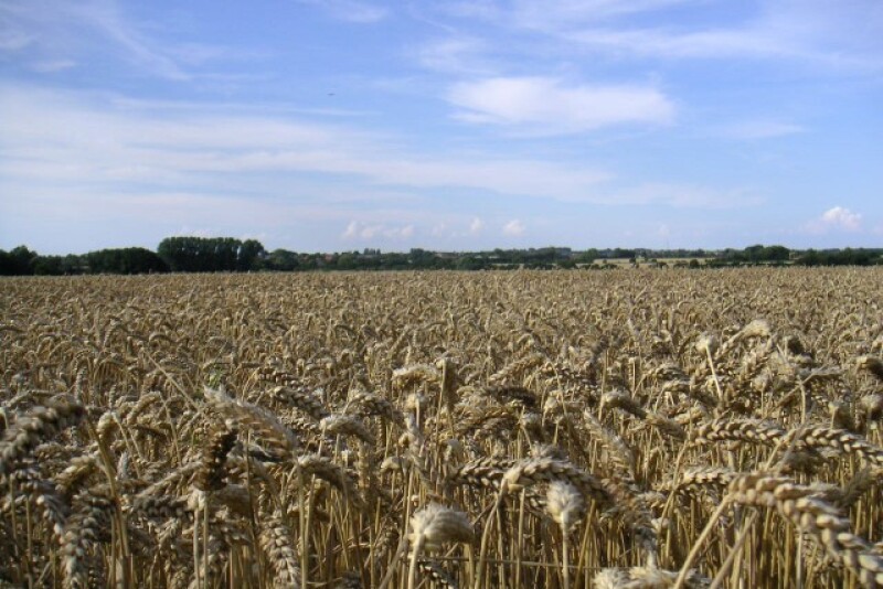 wheatfield
