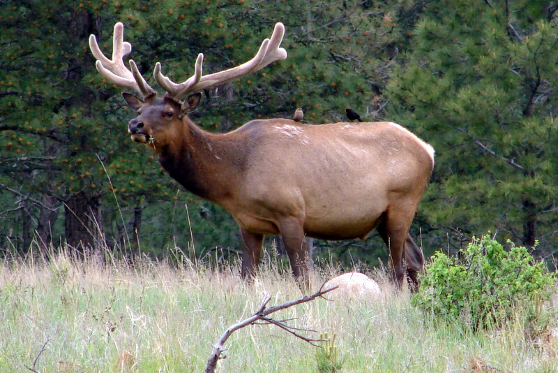 Wildlife species, such as elk, can serve as carriers for brucellosis, which can infect cattle and humans. 