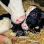 Newborn calf_Taylor Leach
