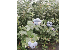 peru blue