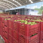 With a tight window between Easter and Cinco de Mayo this year, grower-shippers have their work cut out for them as they try to keep up with consumer demand. There should be plenty of mangoes available, however.
