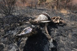 skeleton