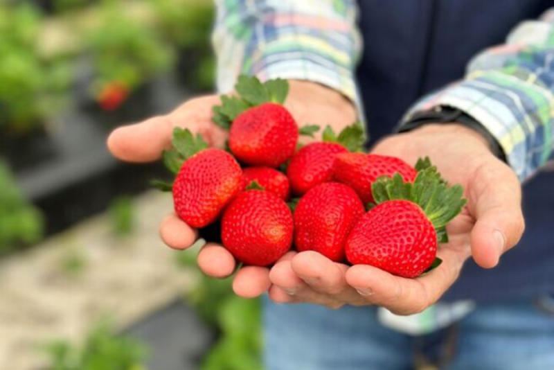 strawberries in hands