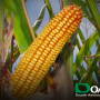 Your weekly market analysis from the experts at Doane.