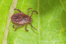The Longhorn Tick is an aggressive biter and frequently builds intense infestations on domestic hosts causing great stress, reduced growth and production.