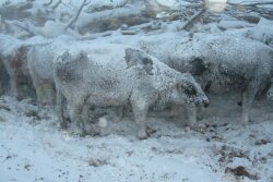 BT_Cows_Fozen_Winter_Snow_Blizzard