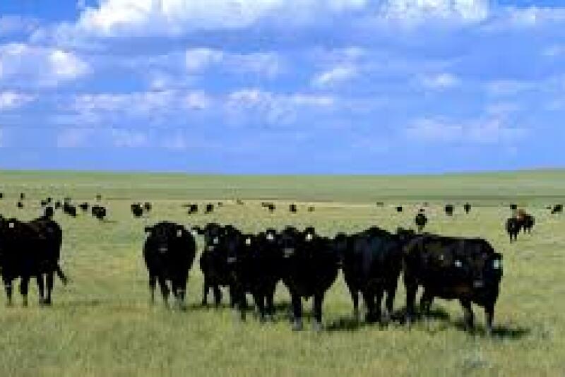 Range cows