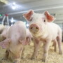 By migrating remittances to the online platform, the National Pork Board says it will save producer Checkoff dollars that can then be redirected to other, more critical work related to research, promotion and education efforts.