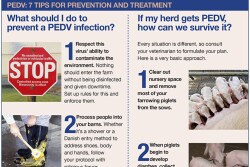 What should you do to prevent a PEDV infection? And if your herd gets PEDV, how can you survive it? Here’s help. 