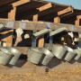 FARM 4.0 puts more teeth into when and how calves are disbudded. 