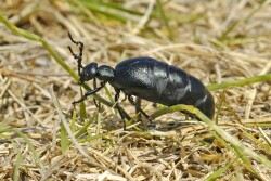 Blister beetle