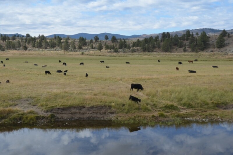 BT_Water_Creek_Cattle_Oregon