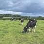 Ireland3.jpg