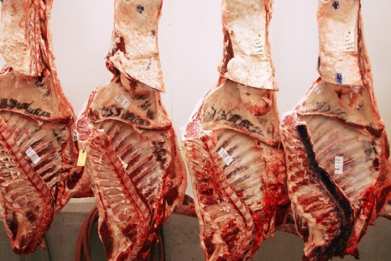 carcass