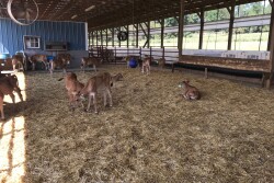 “We as the FARM team don’t expect our dairies to be perfect today,” says Emily Yeiser Stepp, director of the FARM Animal Care Program. “I don’t think anybody in any business expects to be perfect. What we are asking for is that continuous improvement.”