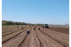 Workers harvest onions for Keystone Fruit Marketing Inc.