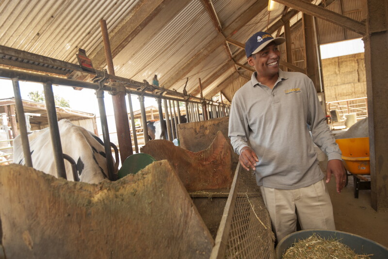 Professor Ermias Kebreab with the UC Davis Department of Animal Science is conducting research with dairy cows to find out if seaweed will reduce methane emissions from cattle. Results are promising, but not final. 