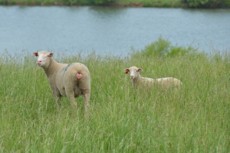Sheep_Lamb