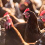 laying hens